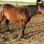 Hot-Air-Balloon-Rodeo:-Watch-colorful-hot-air-balloons-take-to-the-sky._and_Horseback-Riding-Adventures