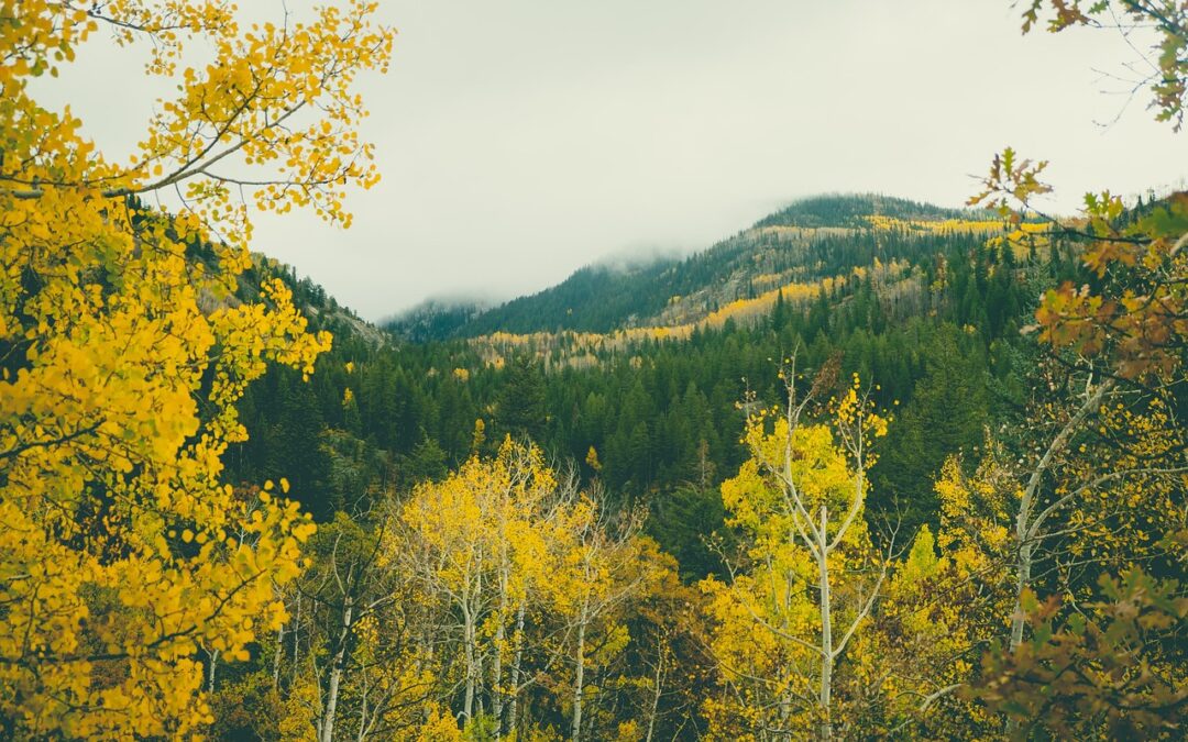 Howelsen Hill Ski Area: A Historic Ski Area With Activities…