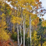 scenic-snowcat-tours-Colorado_and_Best-Powdercat-Tour-Locations
