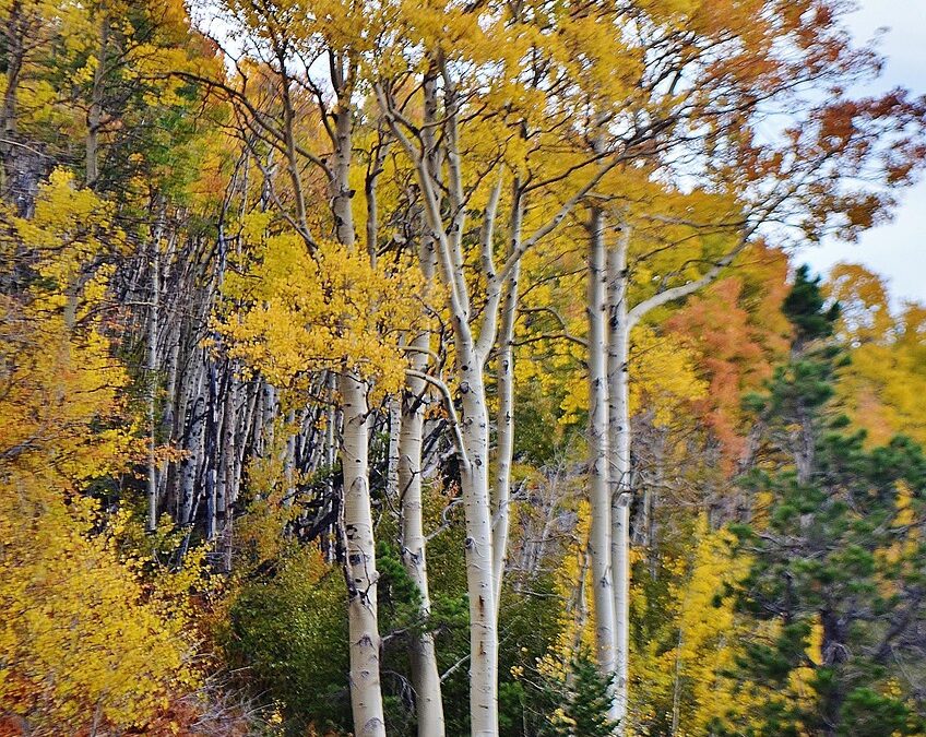 Scenic Snowcat Tours Colorado | Colorado Snowcat Adventures: A Mountain…