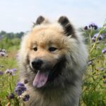 Snowcat Tours For Friends ~ Unleash The Fun: Your Ultimate... snowcat-tours-for-friends_and_Guide-to-Powdercat-Tour-Equipment