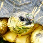 Powdercat Tours Near Me - Unleash Your Wild Side: Discover... powdercat-tours-near-me_and_Best-Viewpoints-and-Lookouts